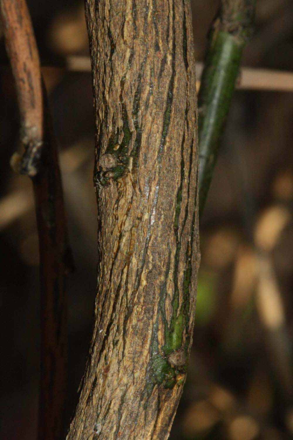              Second - third year twig (Riverside, CA)       